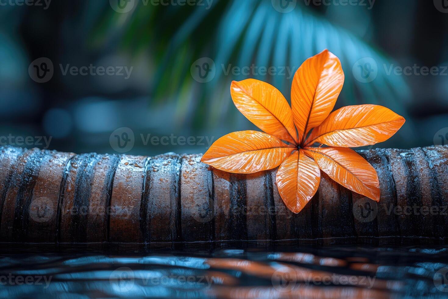 Orange Leaf Resting on a Wet, Dark Stone Edge photo