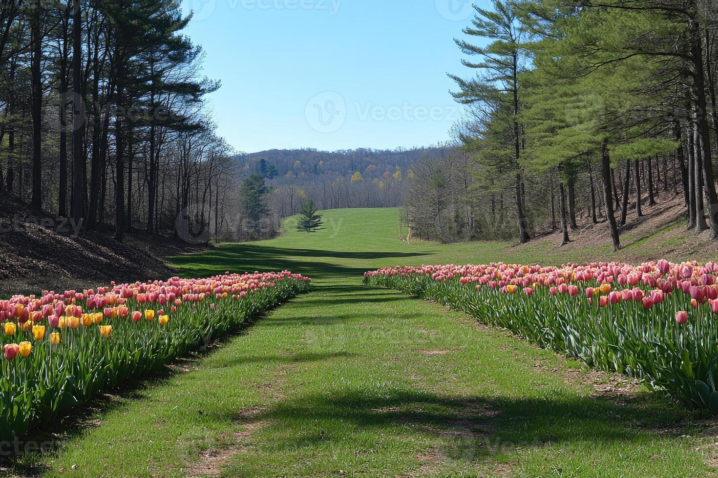Path of Tulips Leading Through a Forested Valley photo