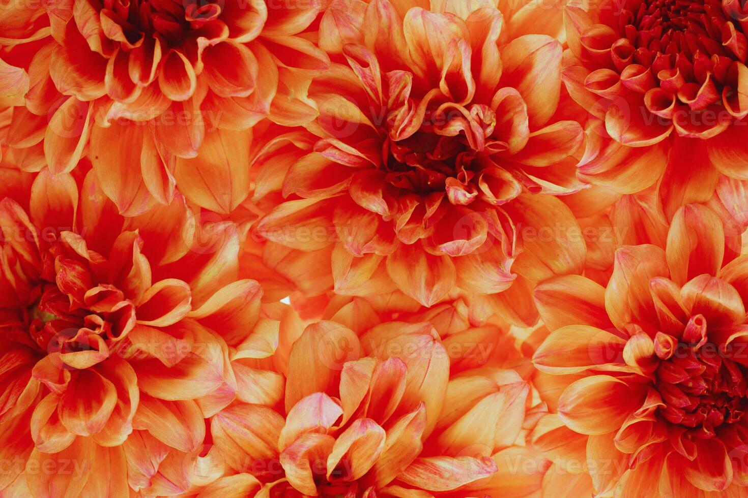 Aesthetic dahlia flowers surrounded by bright golden orange photo