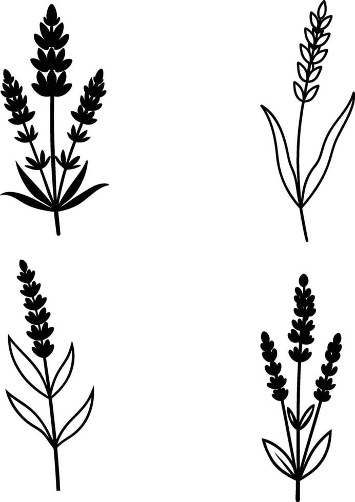 Silhouette of a Lavender flower illustration vector