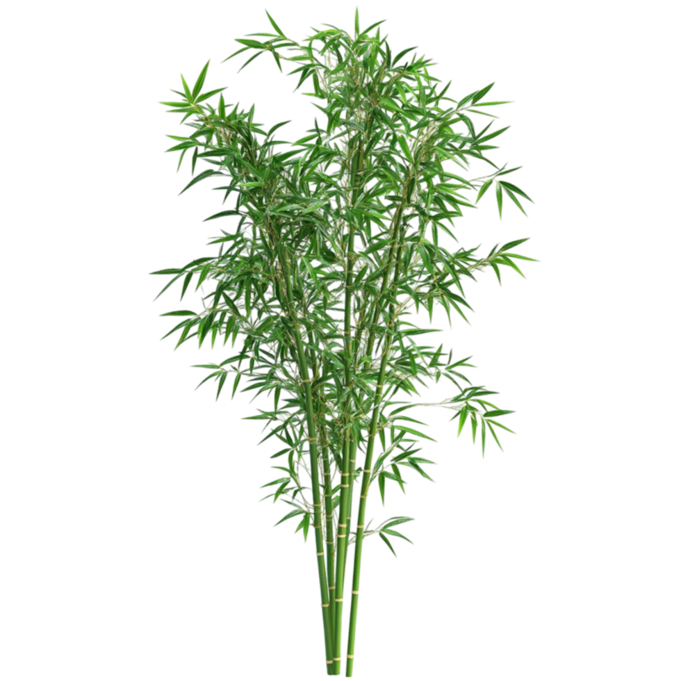 A green plant with leaves on it png