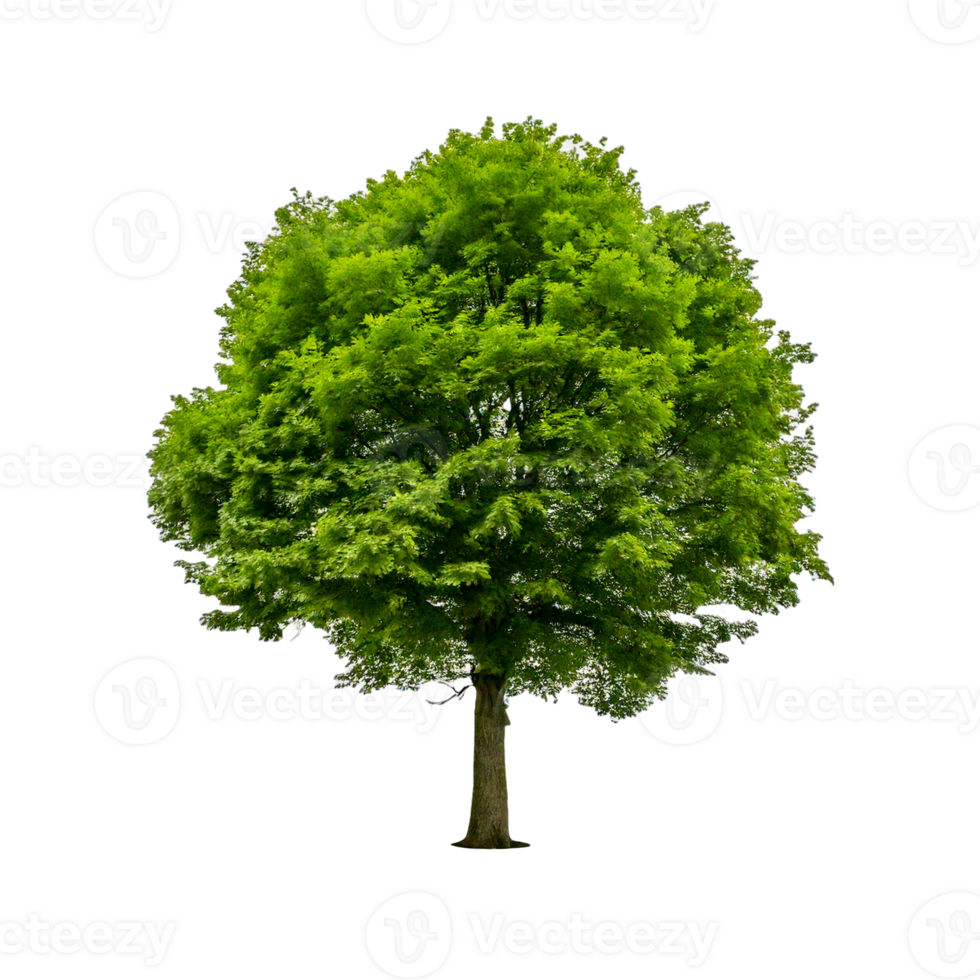 a tree with a green leaf on a transparent background png