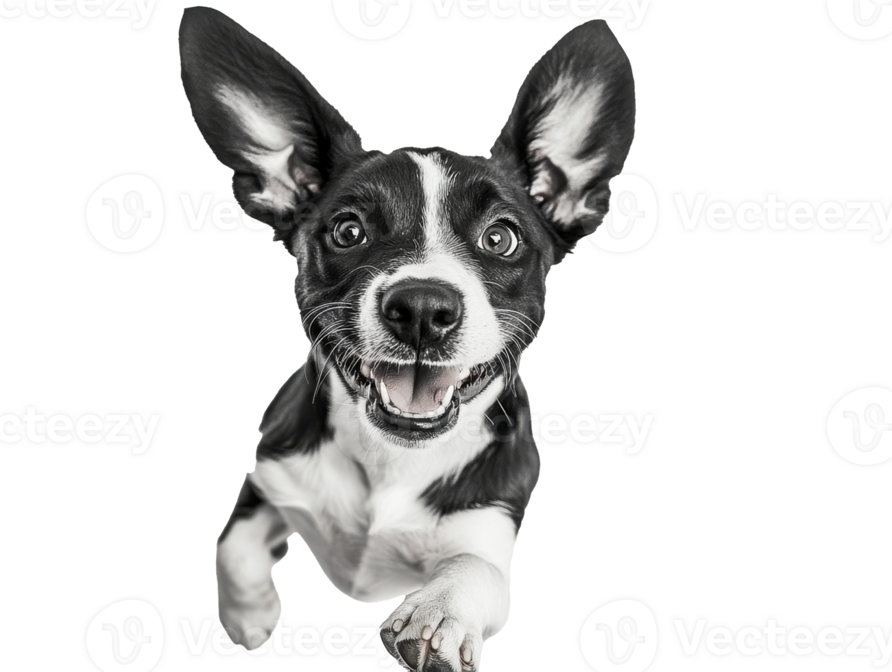Happy dog jumping with excitement and energy png