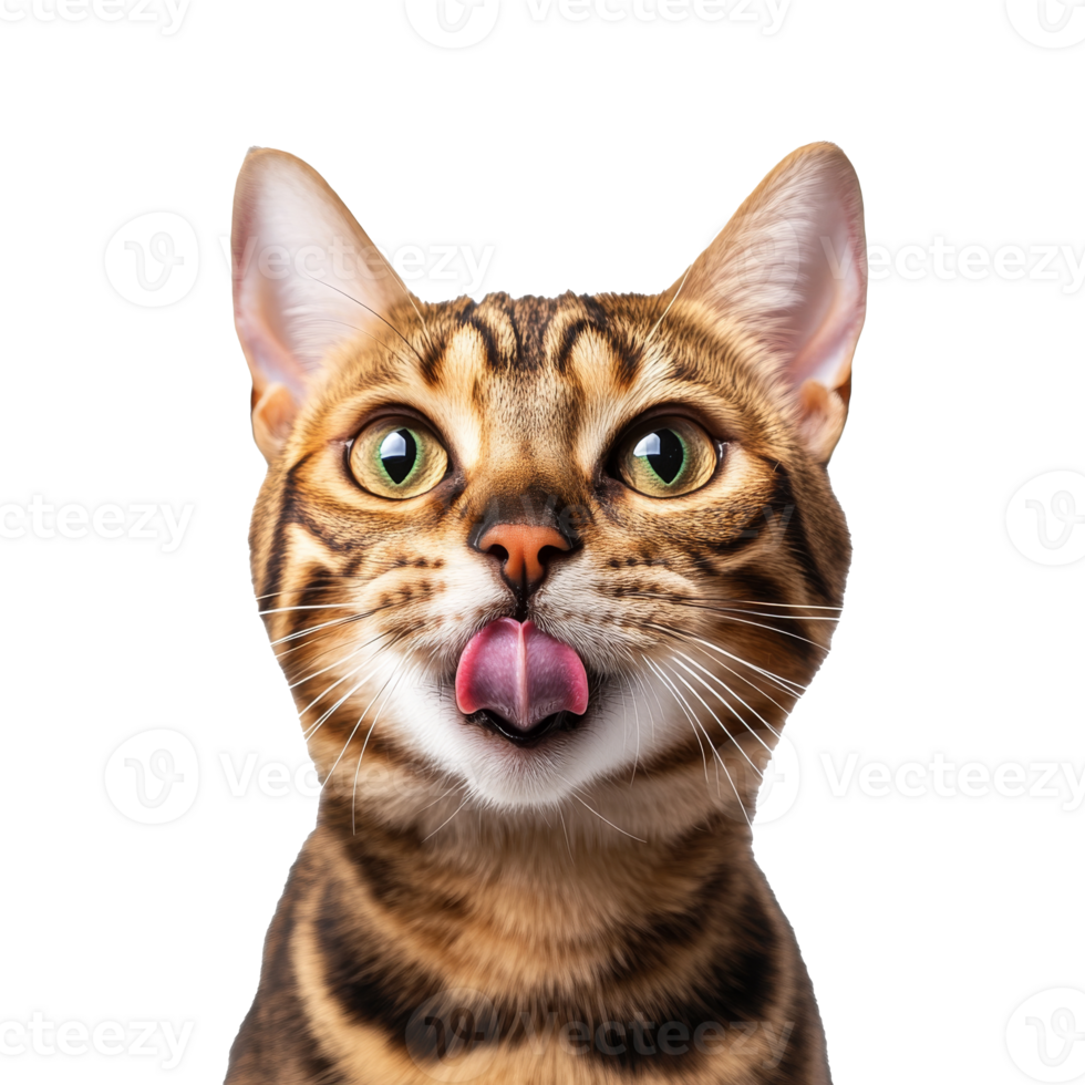 Playful cat with joyful expressions png