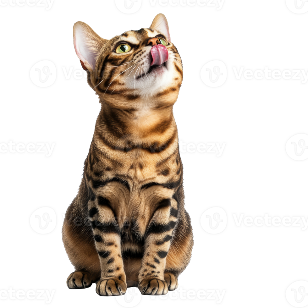Curious Bengal cat displays playful demeanor png