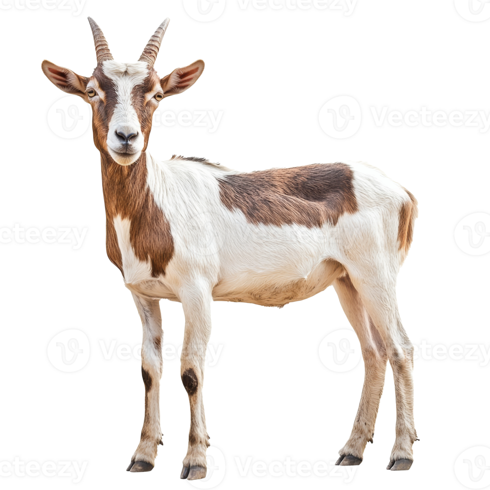 Brown and white goat standing in a neutral setting png
