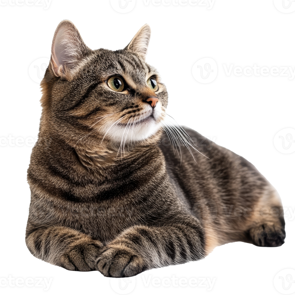 Cute tabby cat lying on a white surface png