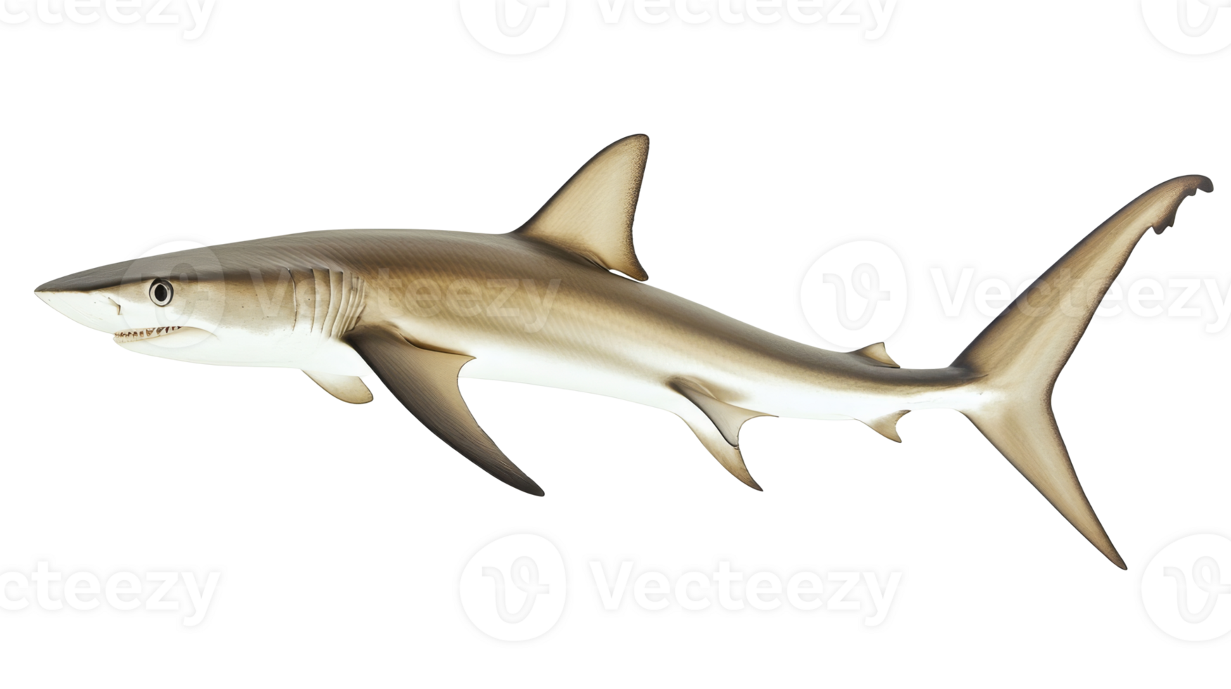 Shark swimming in clear ocean waters png