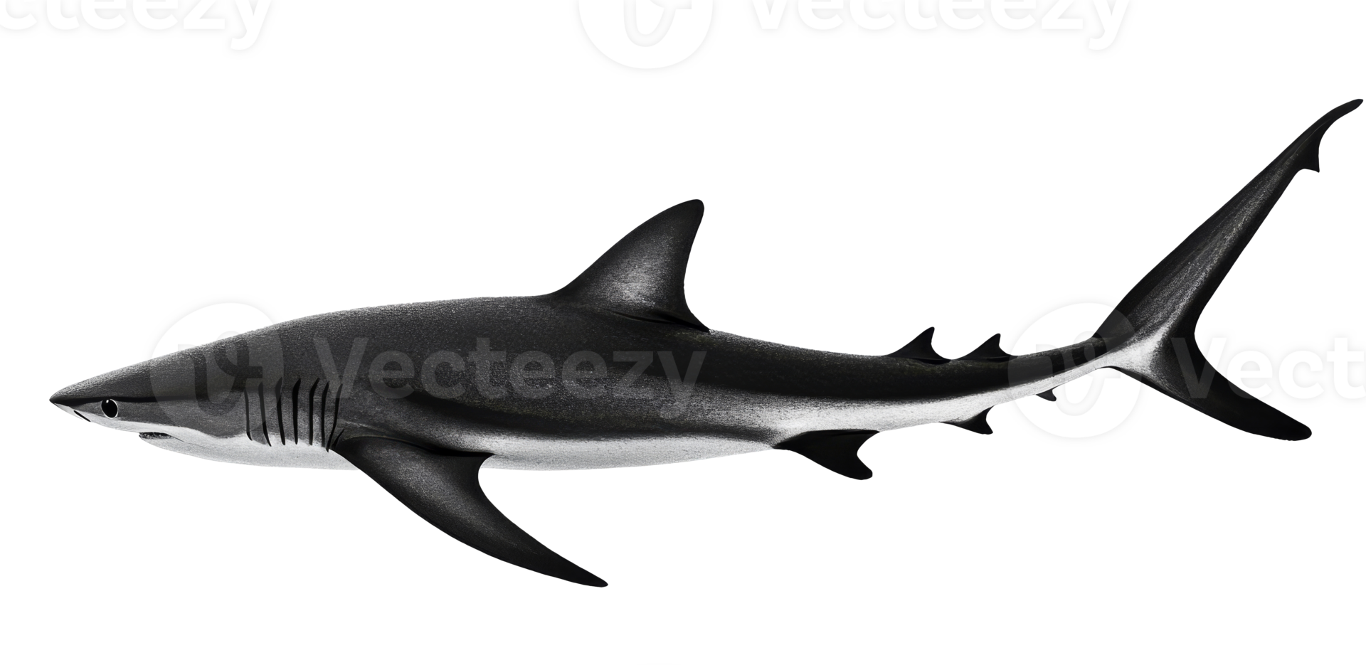A sleek shark is swimming through clear blue water png