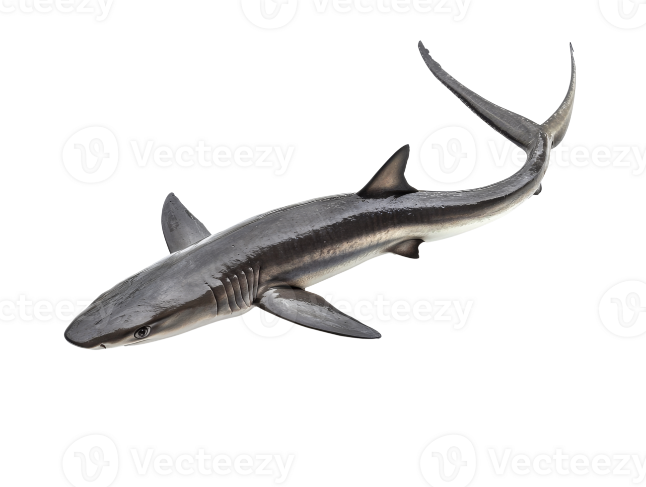 Shark swimming gracefully in clear waters png