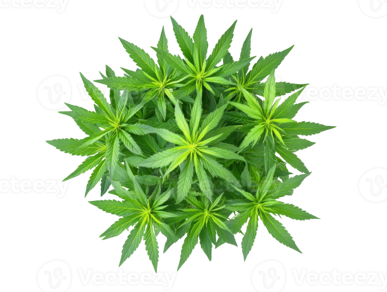 Top view of green cannabis leaves spread png