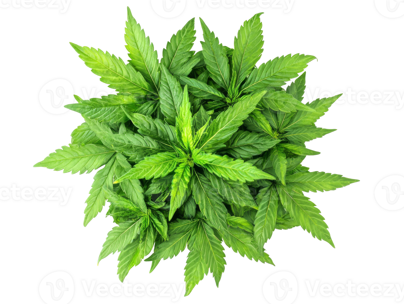 Fresh mint leaves arranged in a circular pattern png