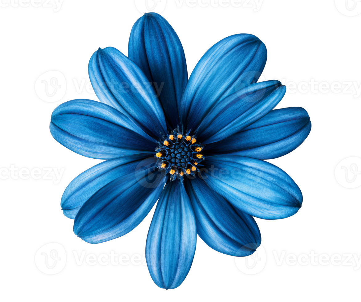 Delicate blue flower with soft petals png