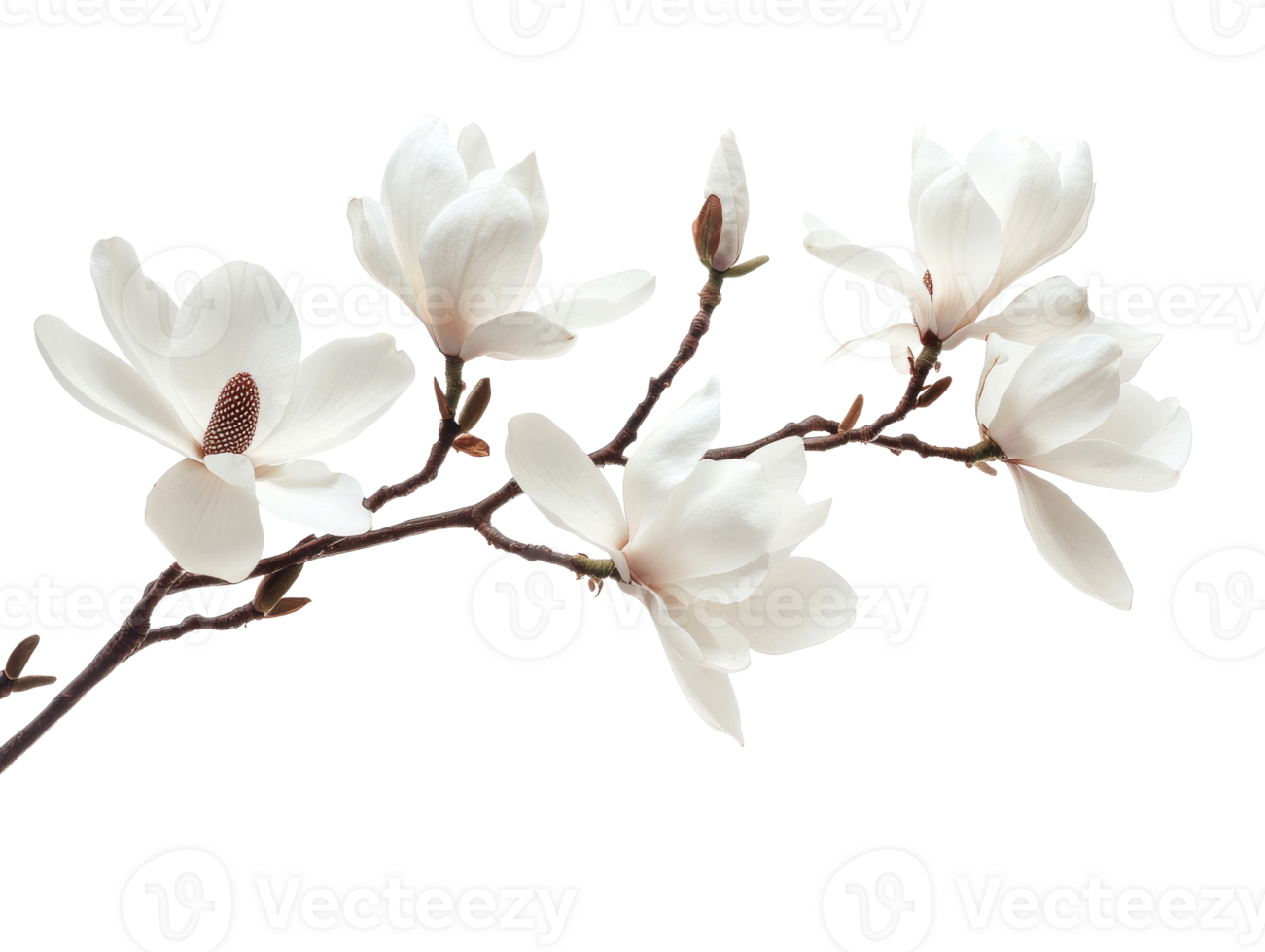 White magnolia blossoms on a branch in springtime png