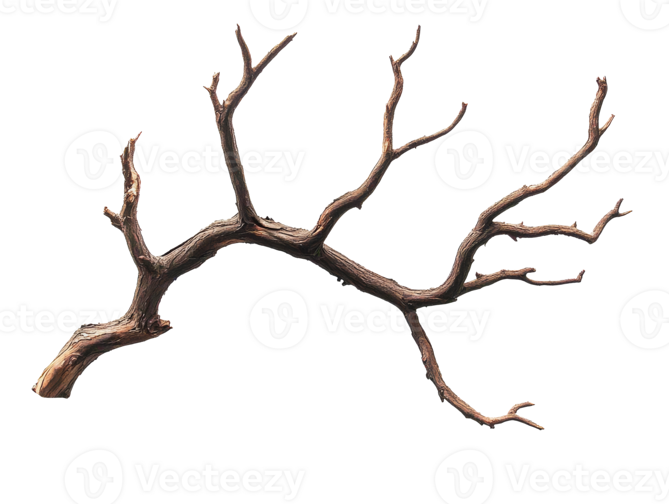 Intricate dry branch with unique shapes png
