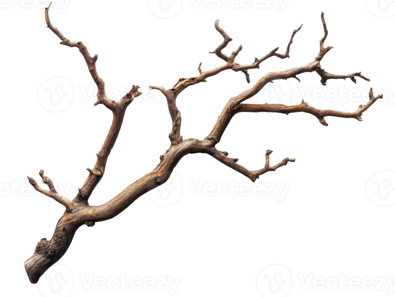 Intricate dry branch on white background png