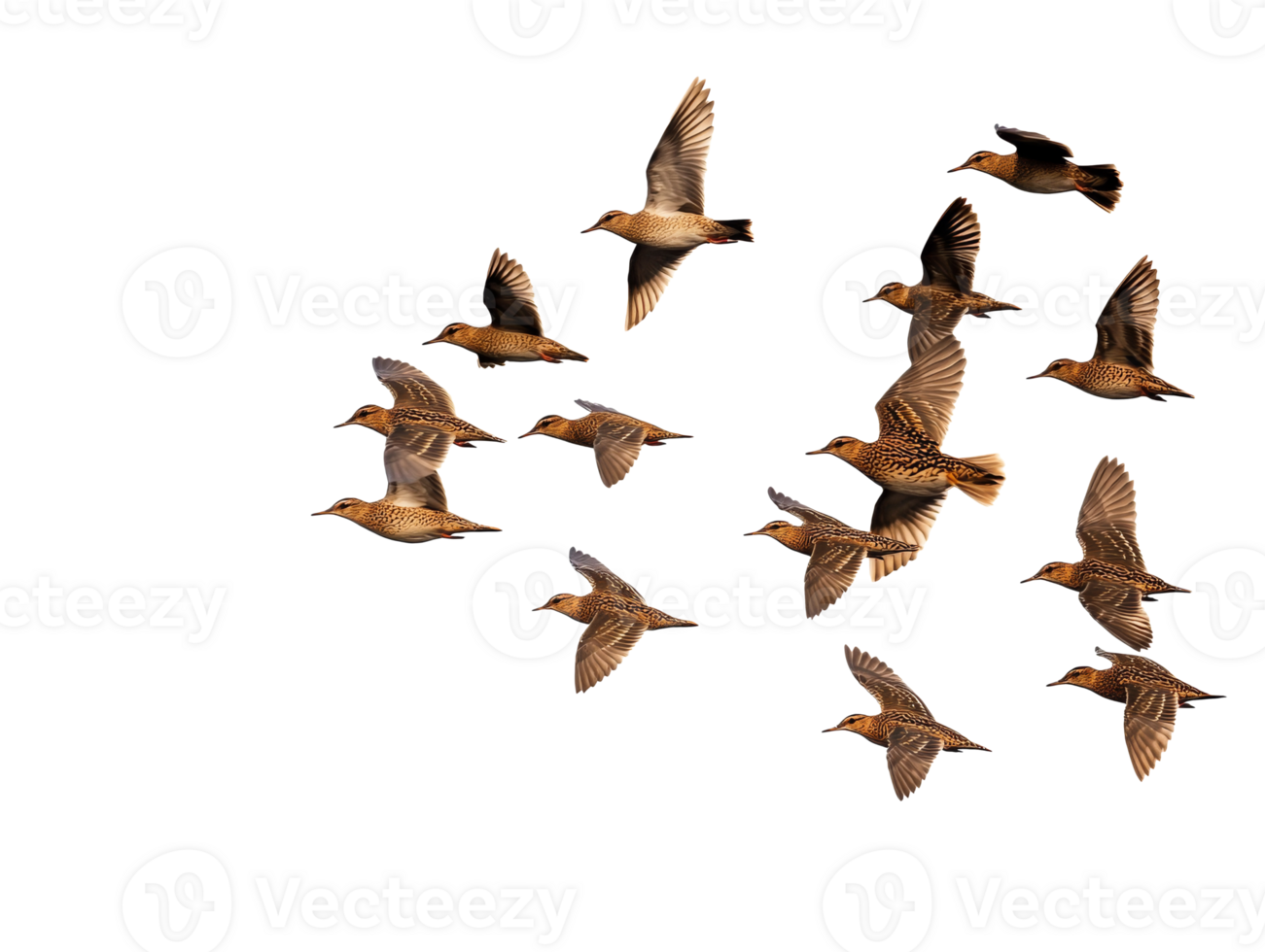 Flock of birds flying in a clear sky png