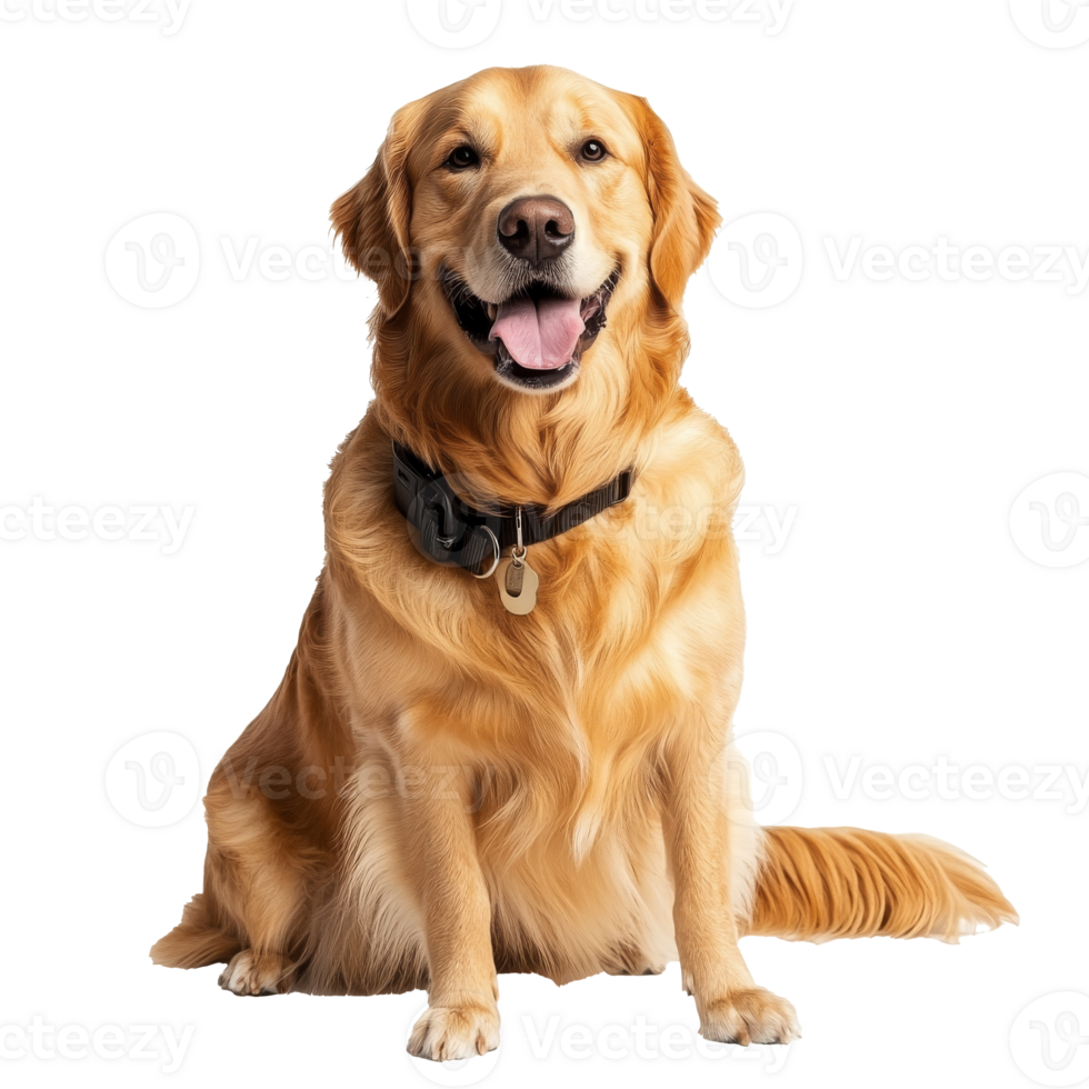 Golden retriever sitting and smiling at camera png