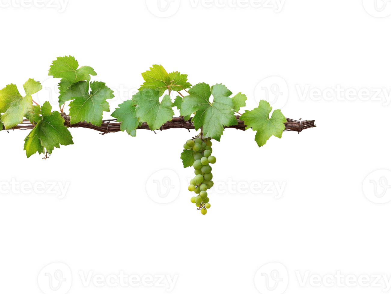 Fresh green grapes hanging from vine branch png