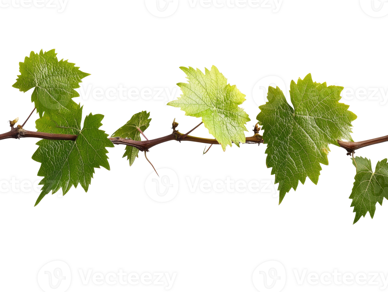 Green grapevine leaves on white backdrop png