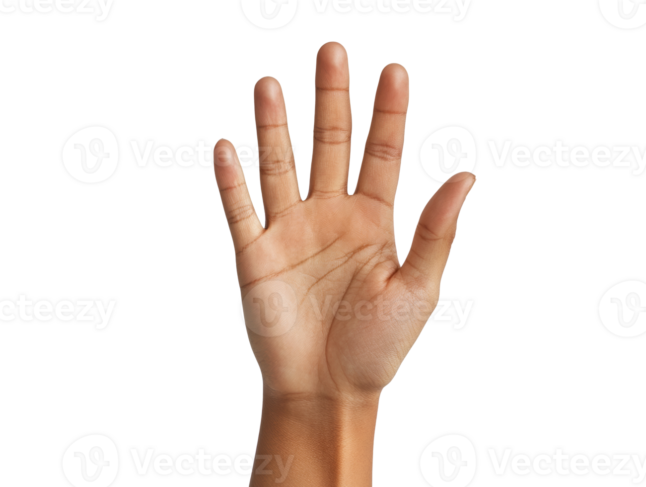 Hand display with fingers extended and relaxed png