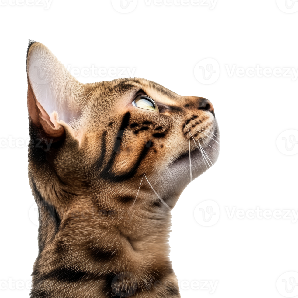 Bengal cat looking up at the ceiling png