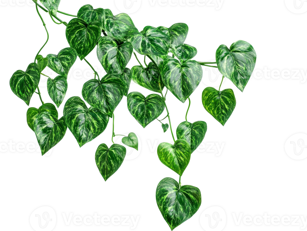 Green heart shaped leaves cascading down a vine png