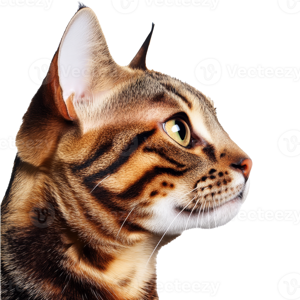 Bengal cats striking profile on white png