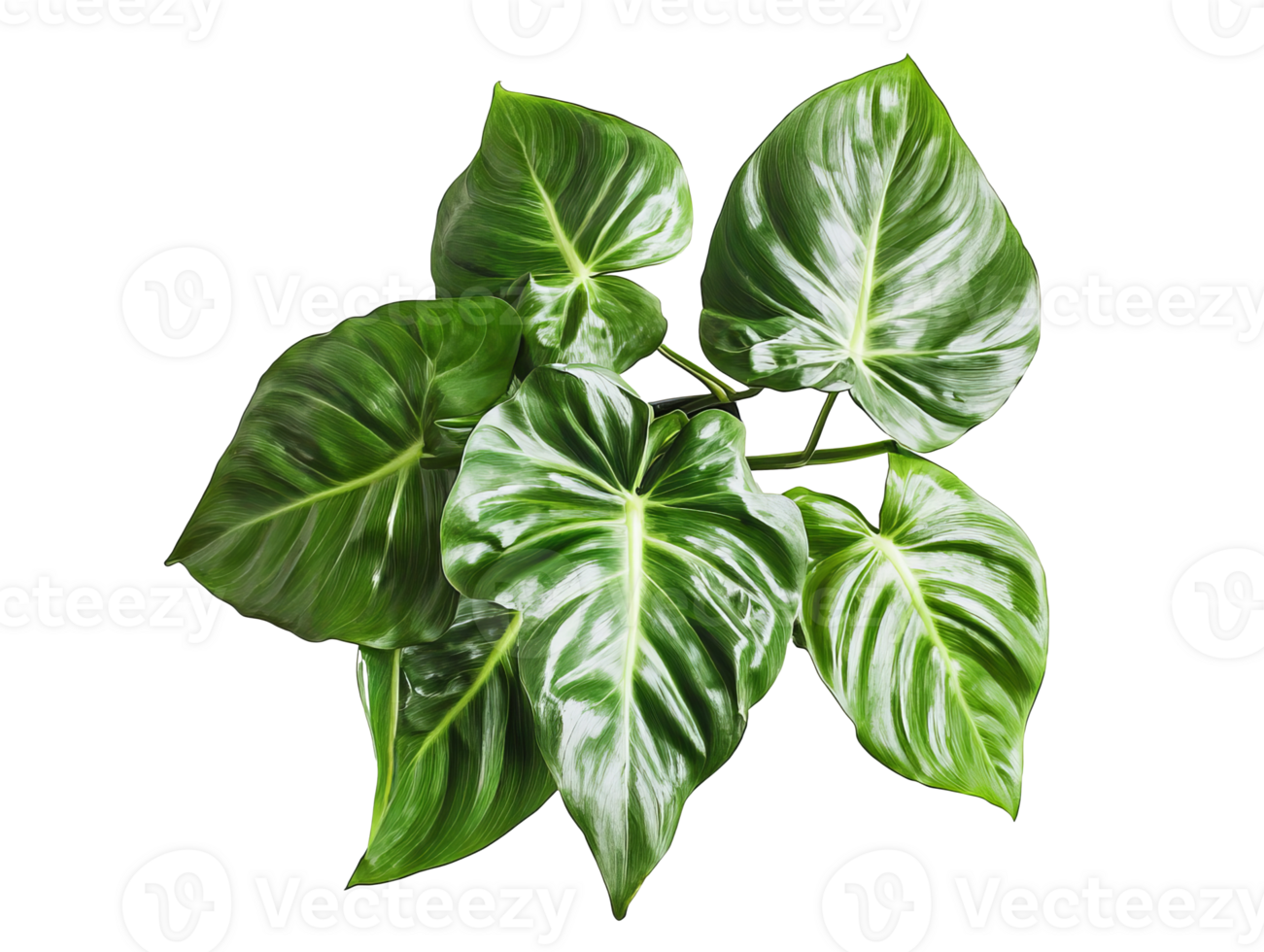 Lush green leaves with striking patterns and sheen png