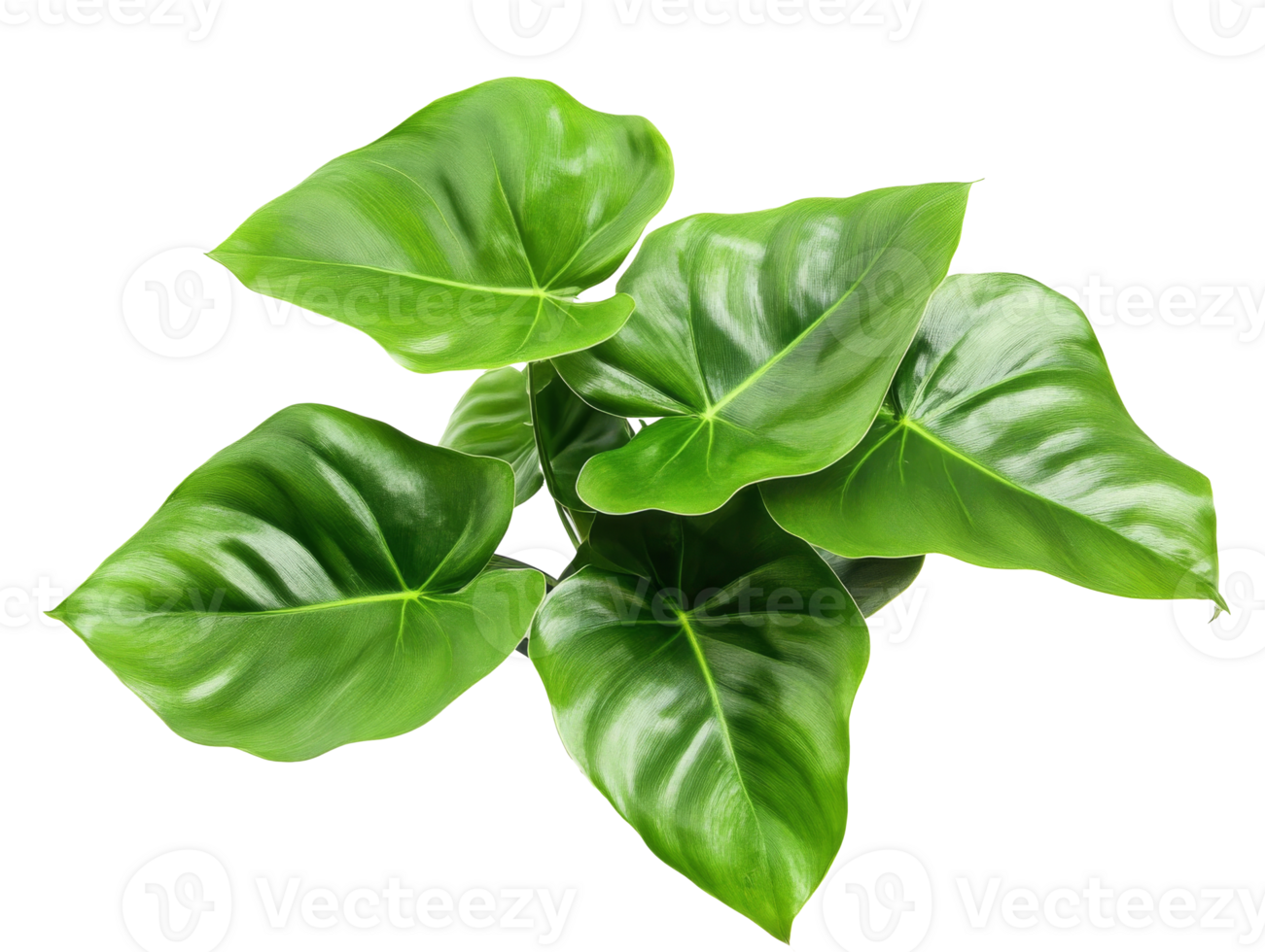 Vibrant green leaves on a white background png