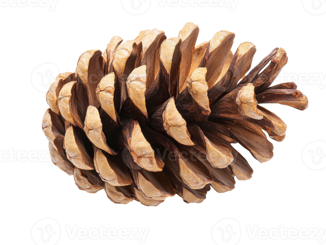 Pine cone resting on a white surface png