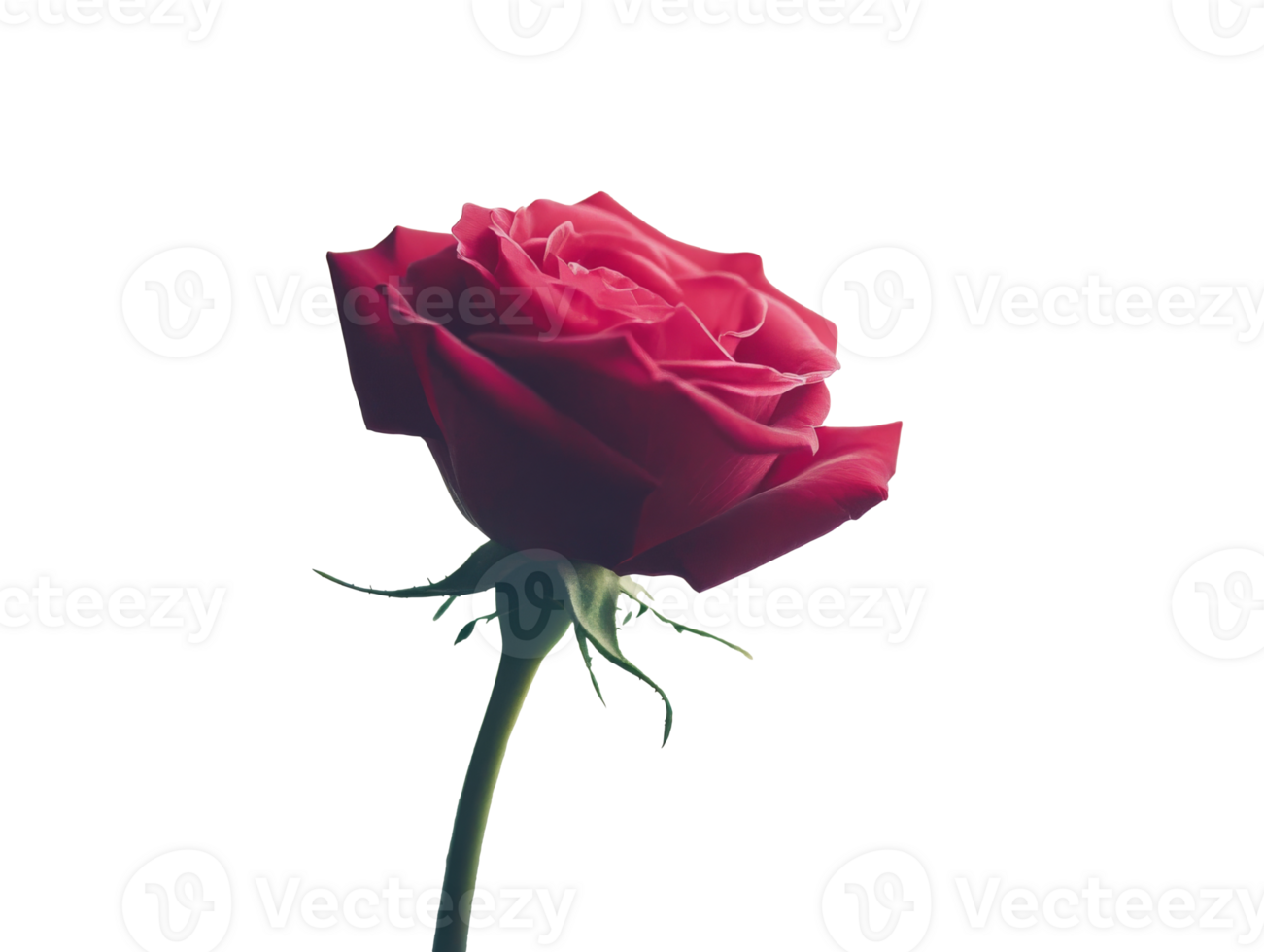 Beautiful red rose on a white background png