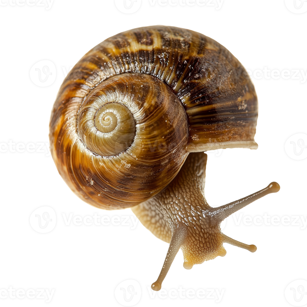 Snail exploring on a white background png