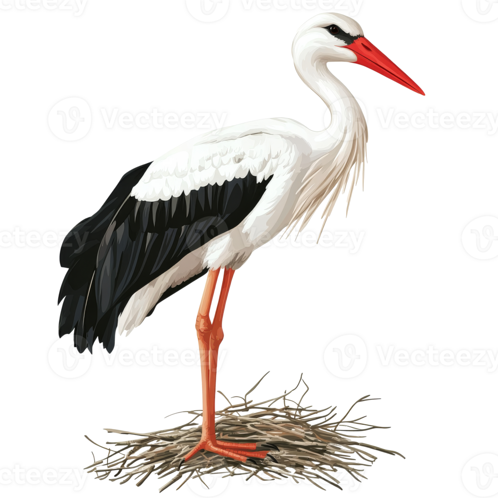 White stork standing on nest during daylight hours png