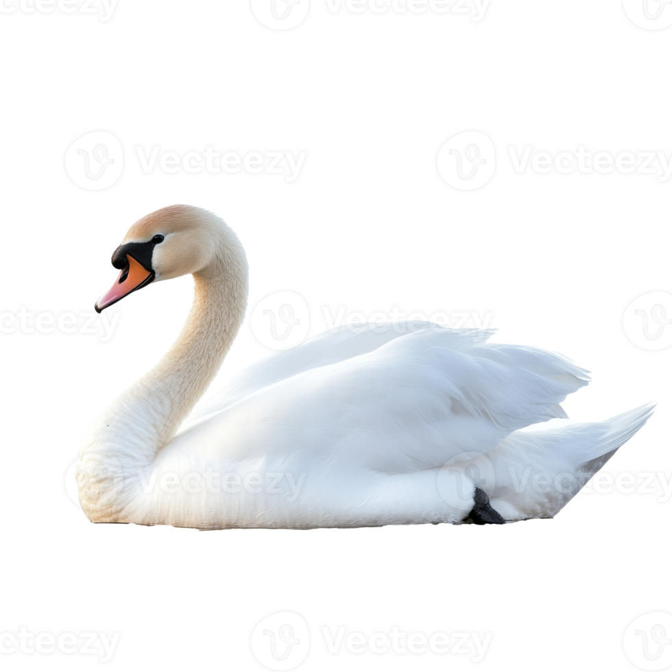 Elegant swan resting by the waters edge png