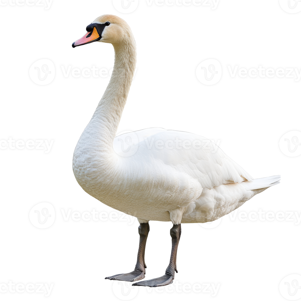 Elegant swan stands gracefully near water png