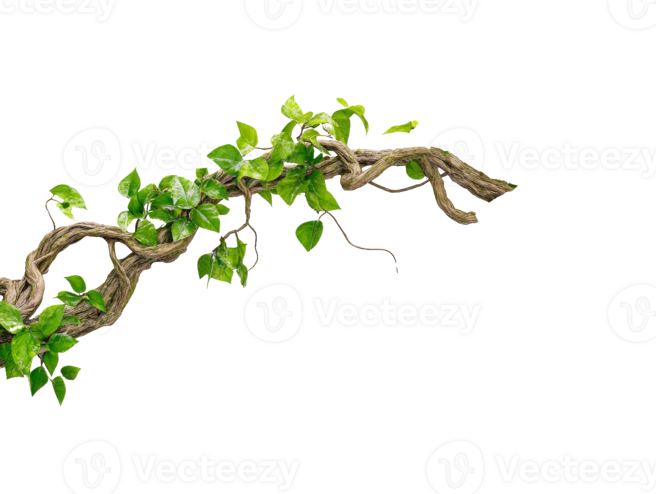 Green vines with leaves on a natural branch png