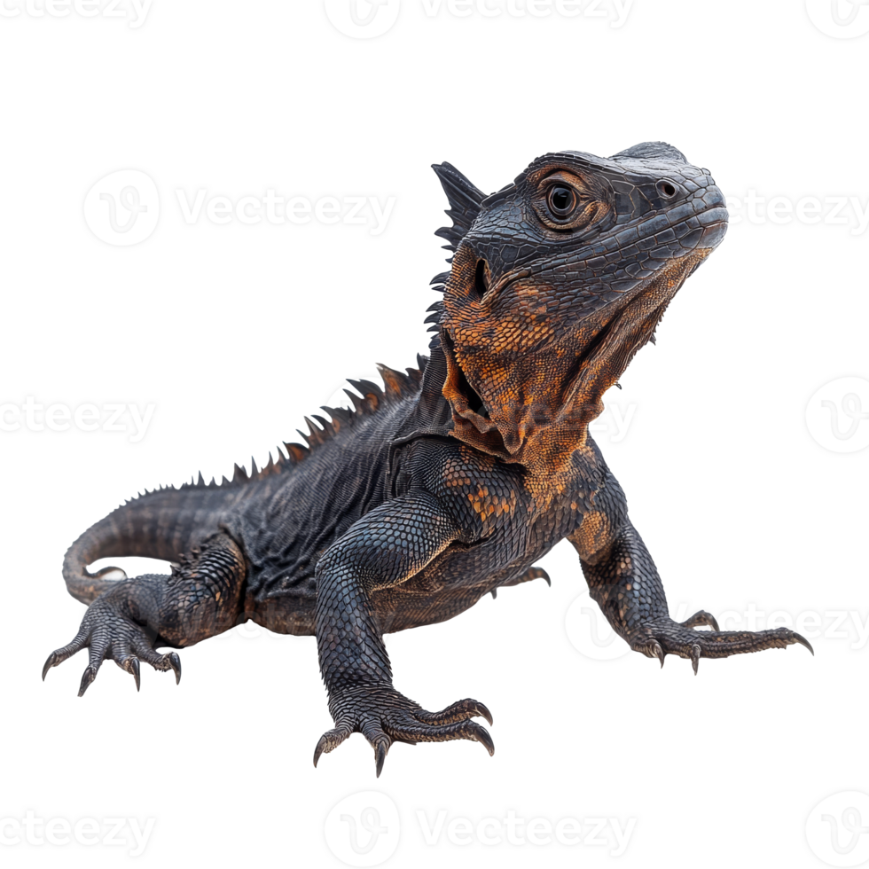 Lizard displaying vibrant colors in a natural pose png