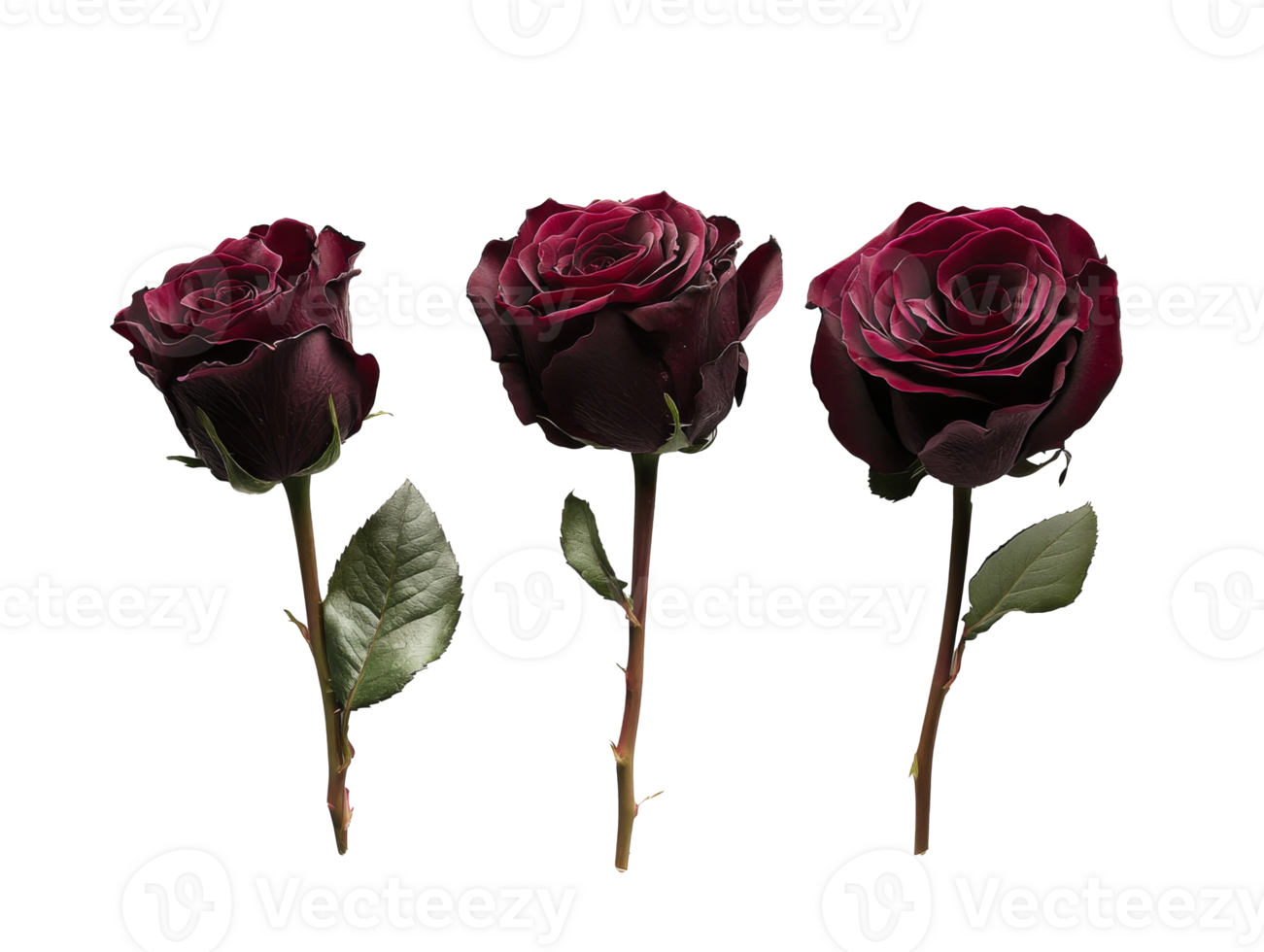 Elegant dark roses arranged in a row png