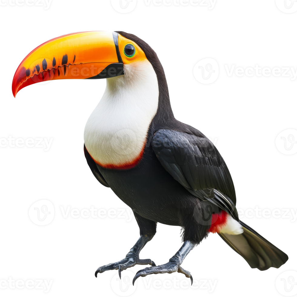 Colorful toucan perched on branch in nature png