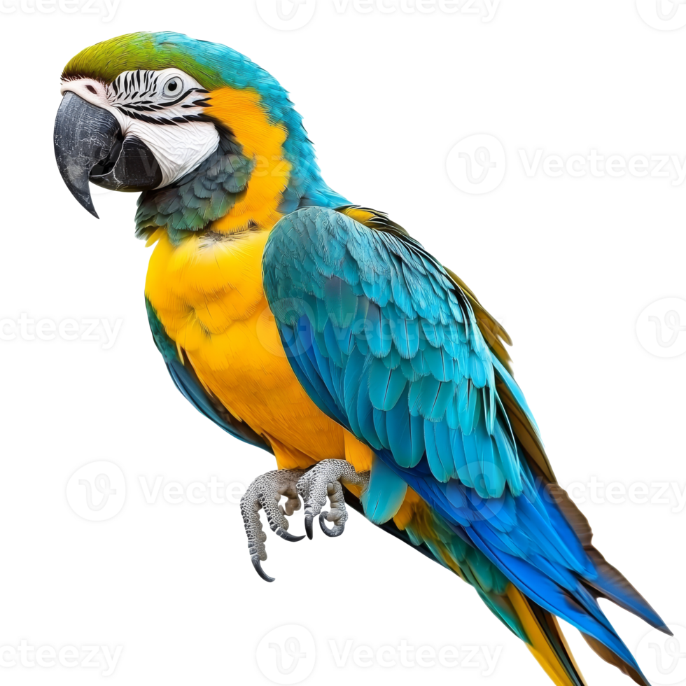 Colorful parrot perched with vibrant feathers png