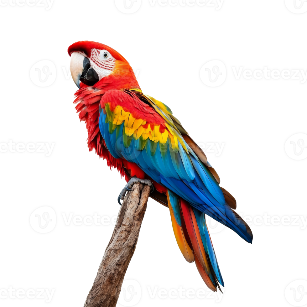 Brightly colored macaw perched on a tree branch png