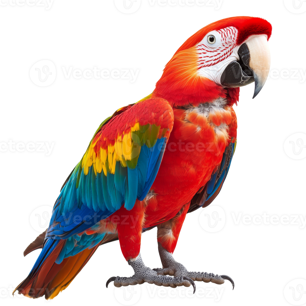 Colorful macaw perched proudly on display png