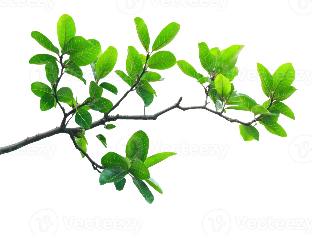Fresh green leaves growing on a sturdy branch png