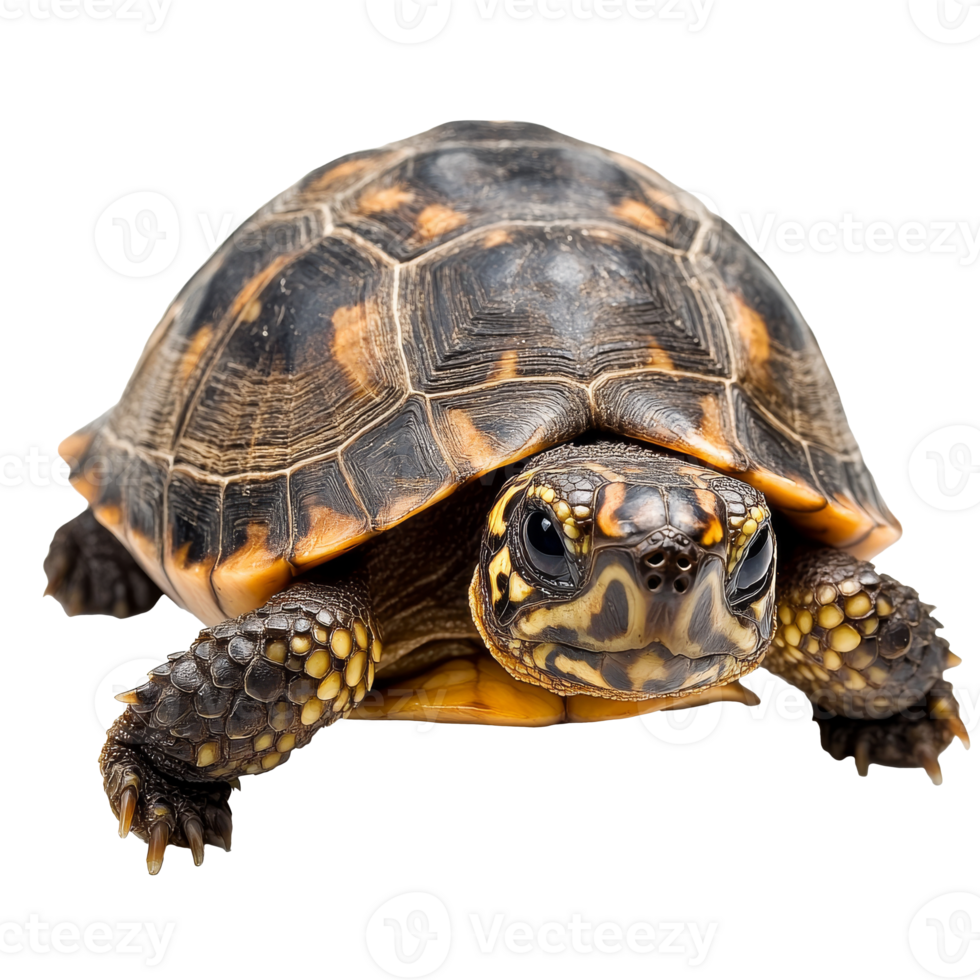 Turtle close up on white surface png