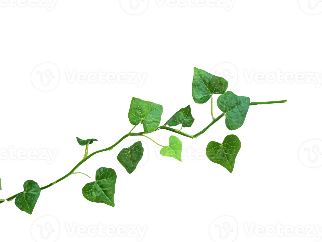 Heart shaped green leaves climbing a vine png
