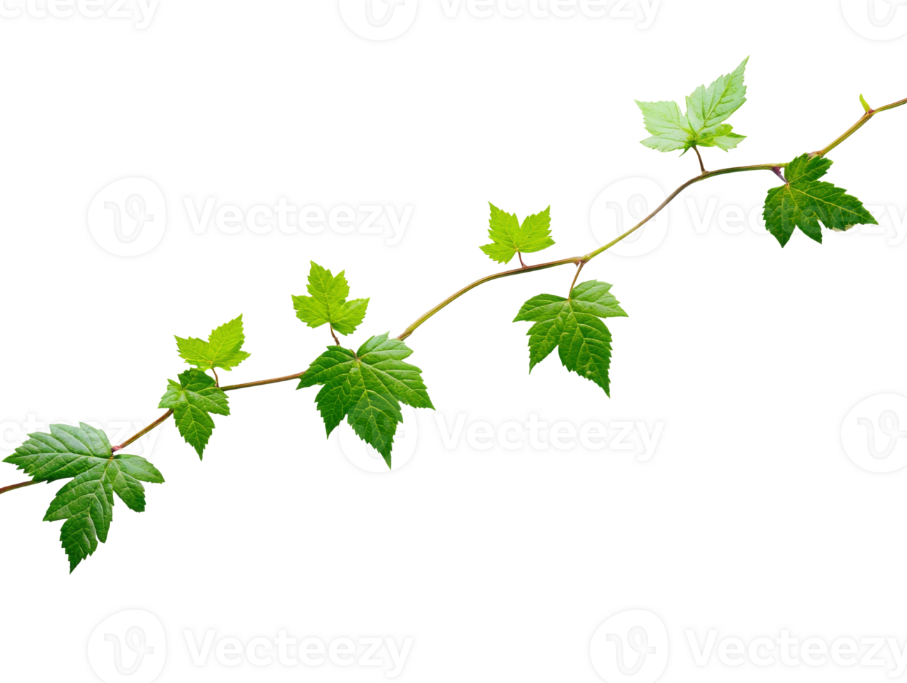 Green vine on a white backdrop png