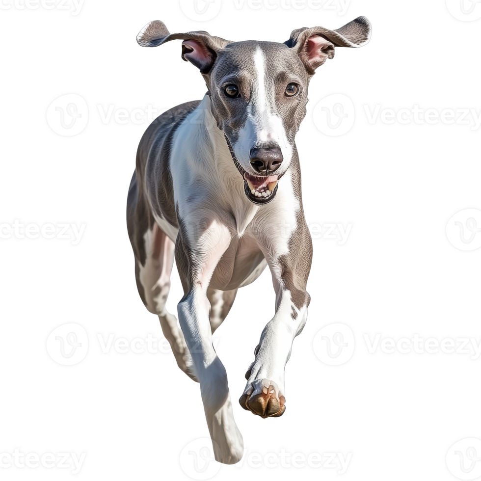 Greyhound racing through an open area png