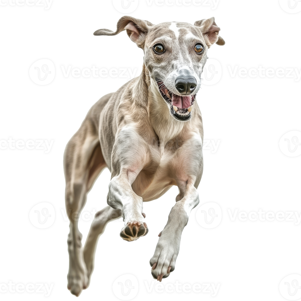 Dog joyfully running in the open space png