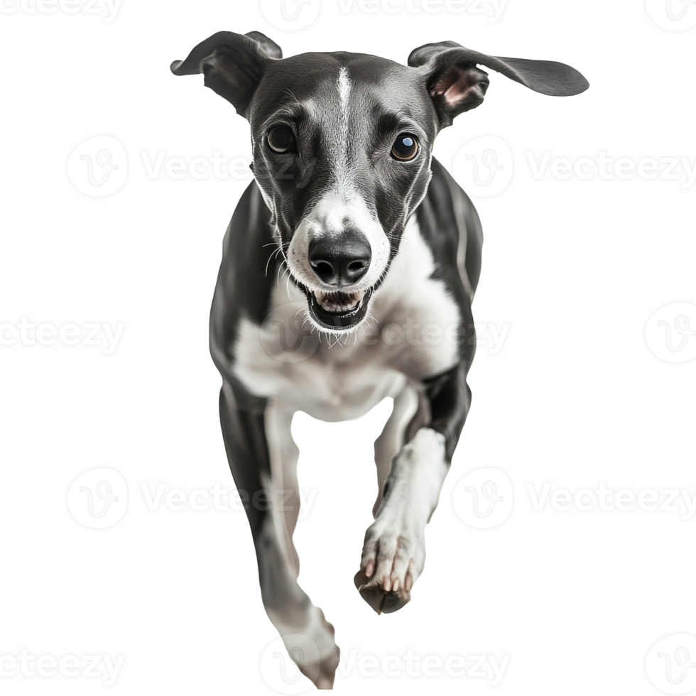 Black and white dog running joyfully indoors png